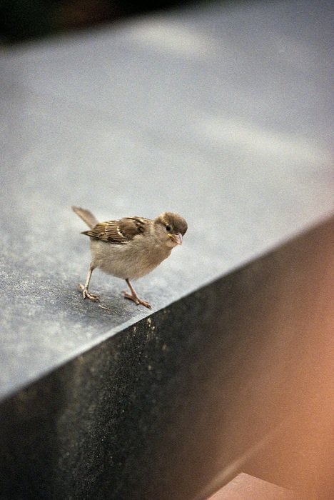 little sparrow on the edge of the stone