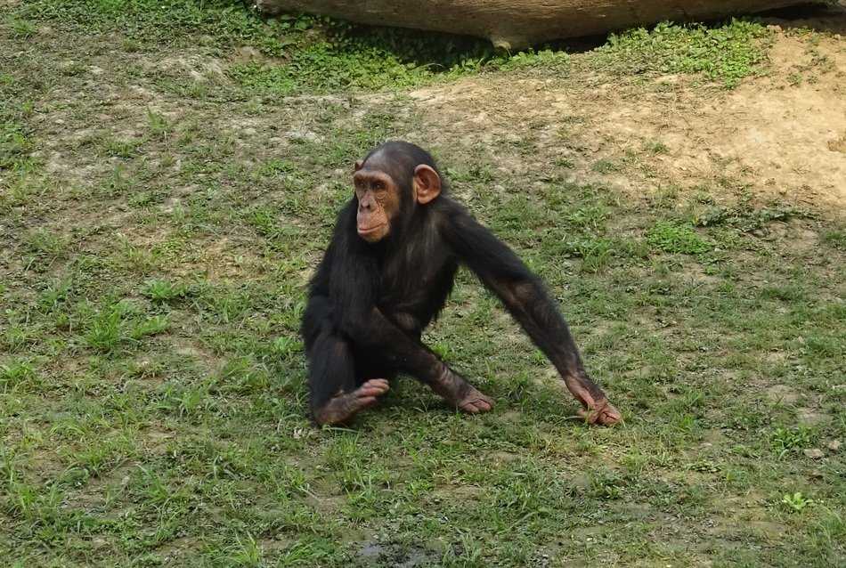 Chimpanzee in India