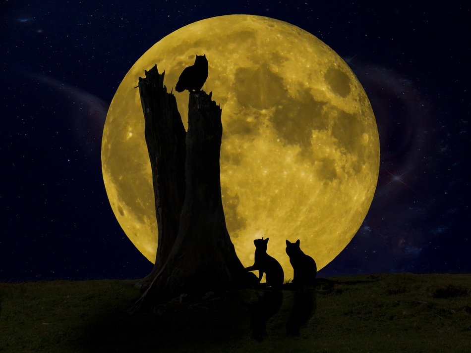 animals silhouettes on golden moon background