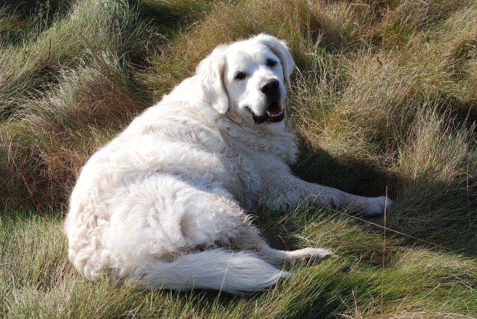 the retriever is lying on the green grass
