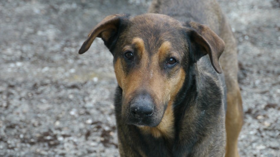 tender domestic dog