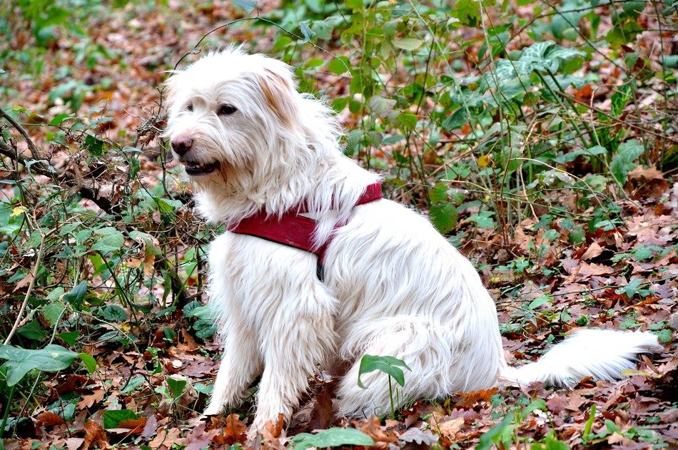 White canino dog