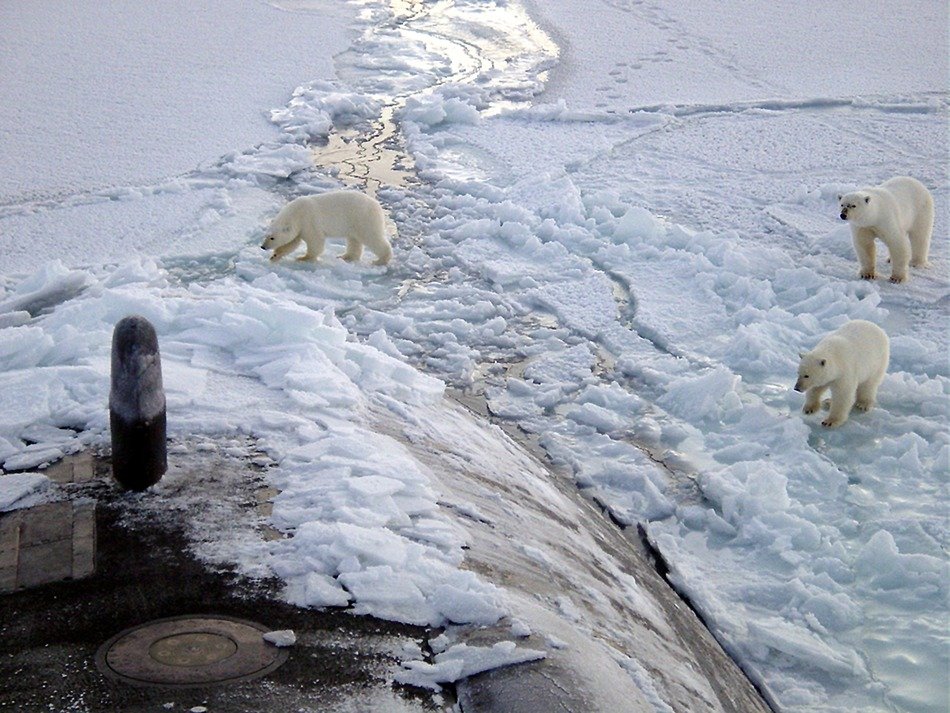 polar bears near a submarine at the north pole