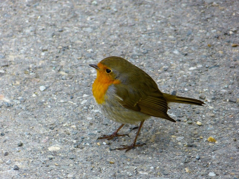 robin on the road close-up