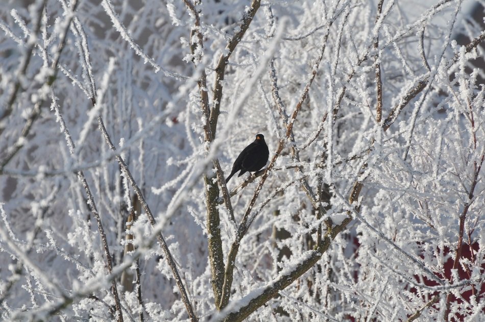 beautiful and cute Snow bird