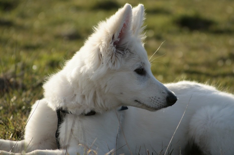 white dog in profile on grass close-up