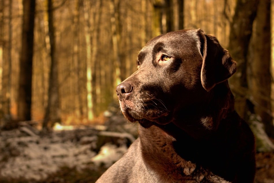 dog on the background of trees
