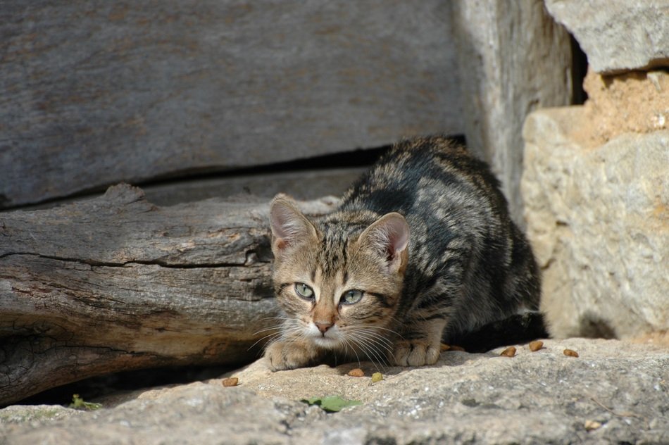 Wildlife photography of young cat