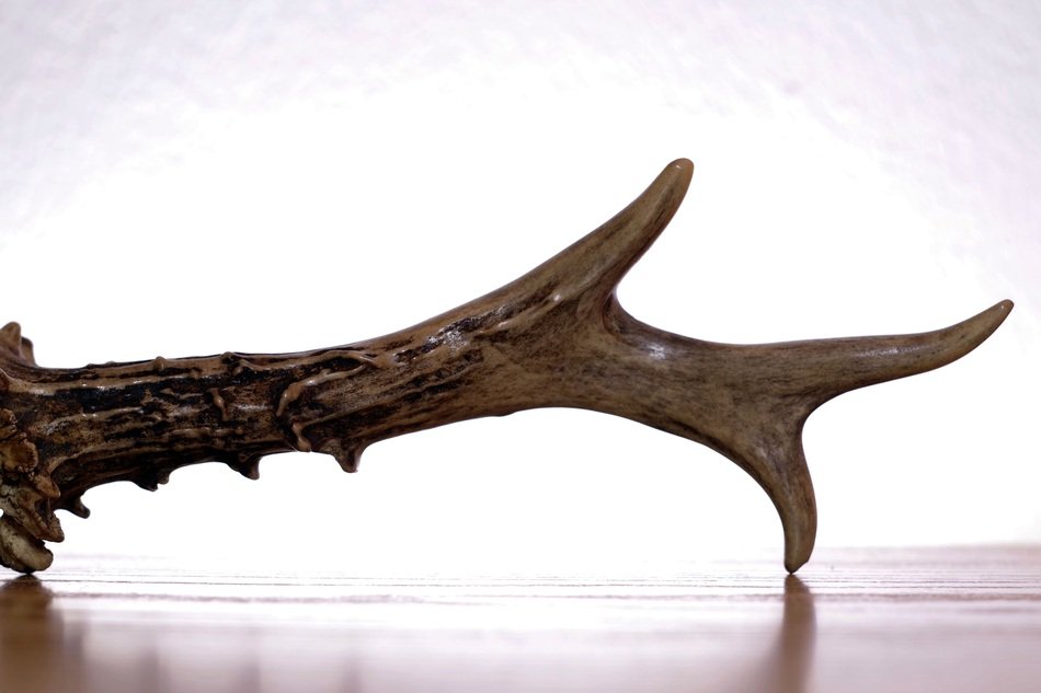 Antlers Horn Sarna