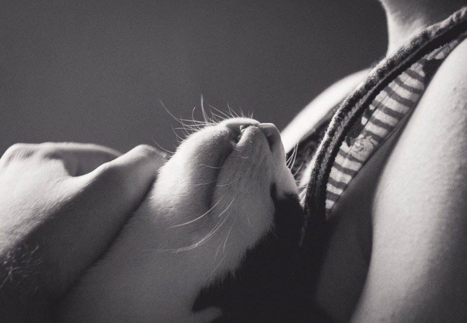 Black and white photo of the black and white cat