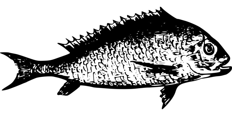 African lake fish as an illustration