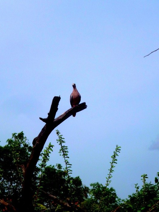 Bird on Tree