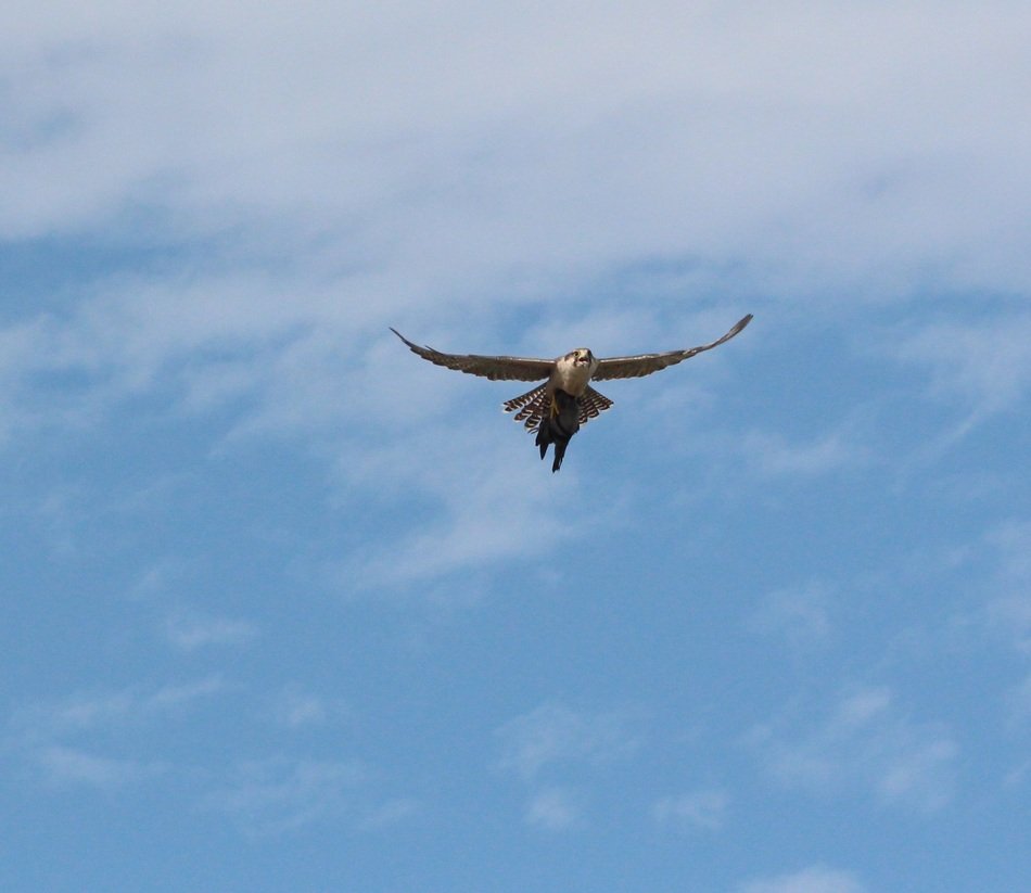 bird of prey flies under the clouds