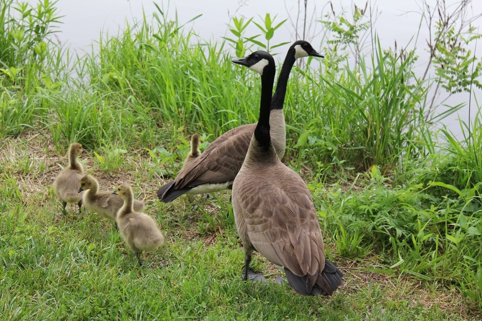 domestic family of geese near the river