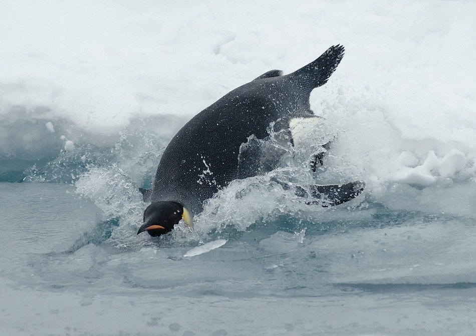 emperor penguin in water
