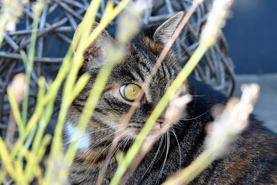 domestic cat behind the plant