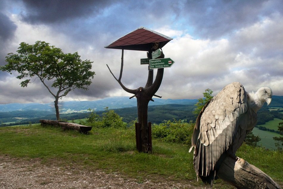 Bird Of Prey - Griffon