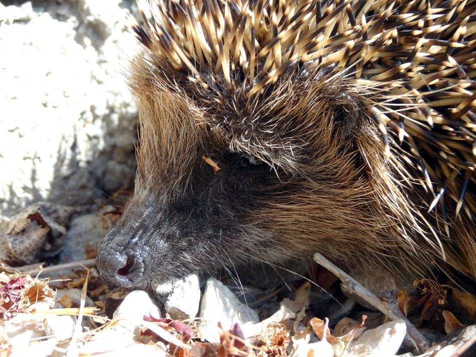 Hedgehog on the forest cover in Western Europe