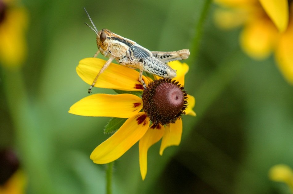 grasshopper on the coneflower