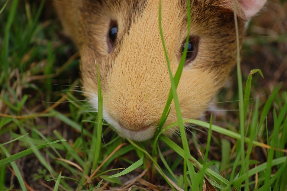 closeup of a guinea pig face