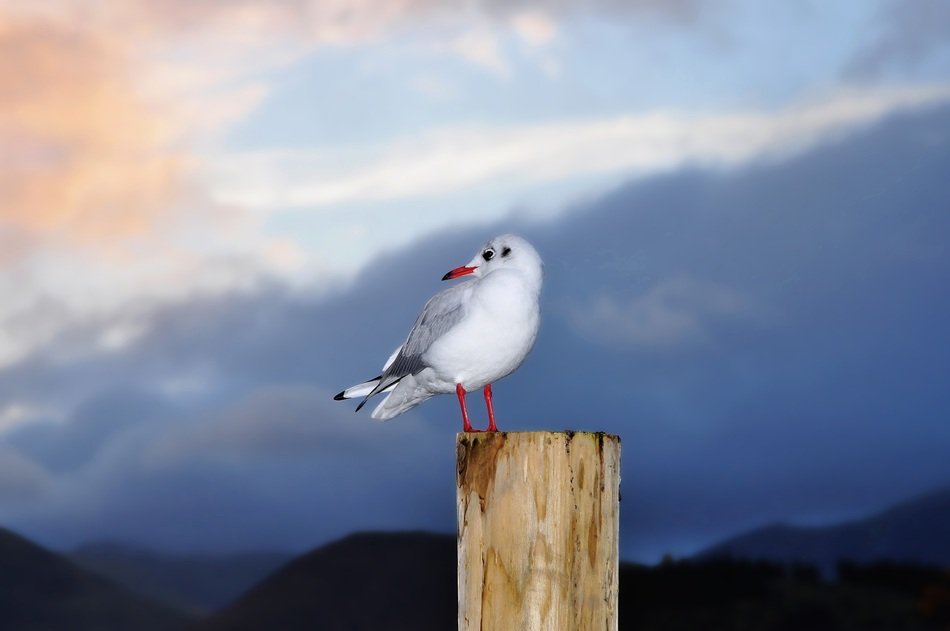Gull in England