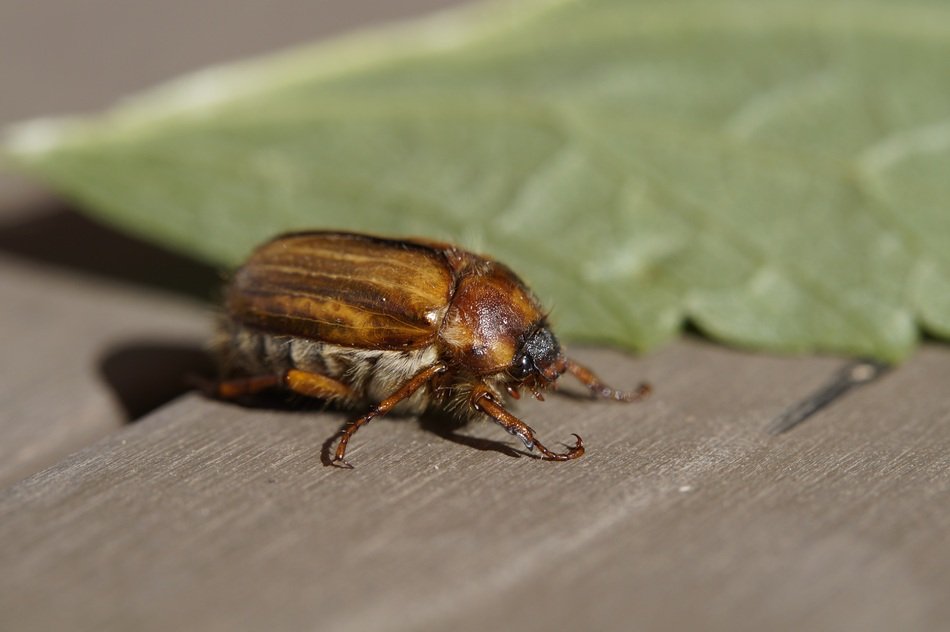 chafer on the wooden board