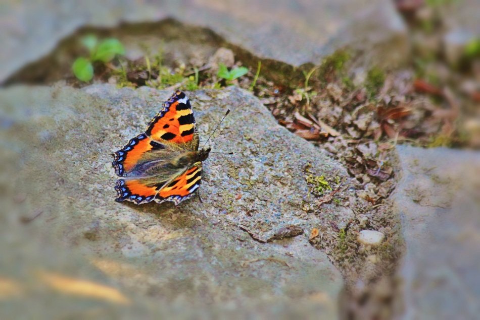 little fox butterfly on the pavement