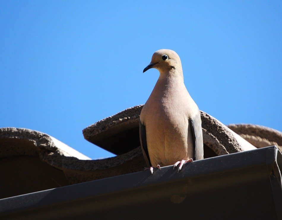 Mom Dove Bird