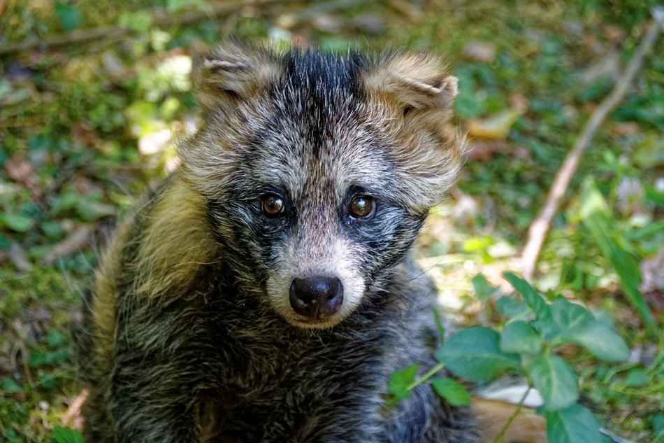 wondrous Raccoon Dog