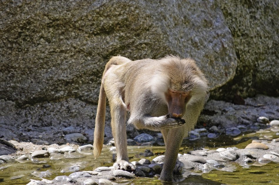 baboon near the rock