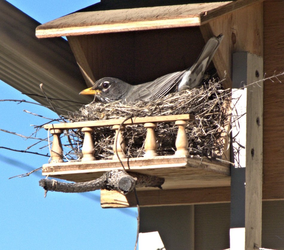 Bird Robin Nest