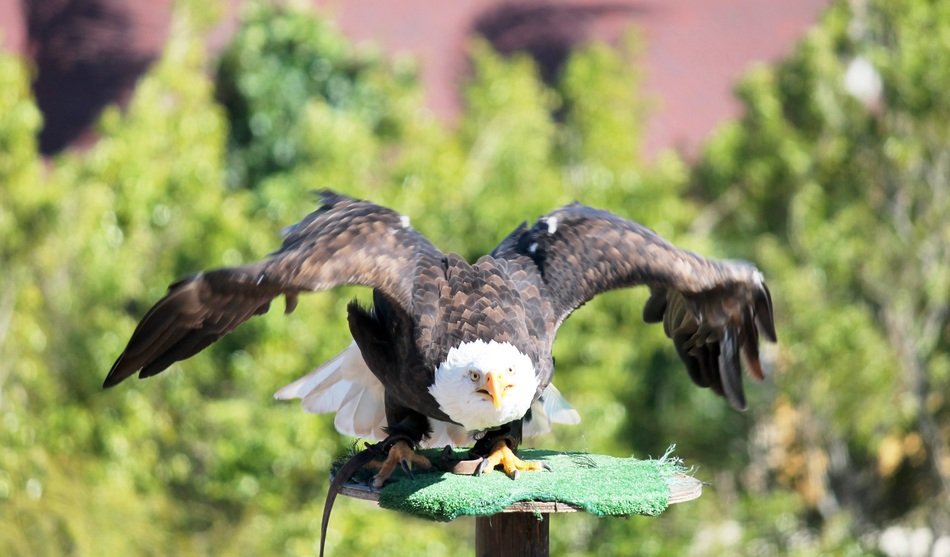 winged imperial eagle
