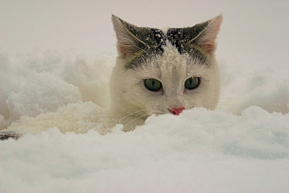 white black Cat hides in Snow