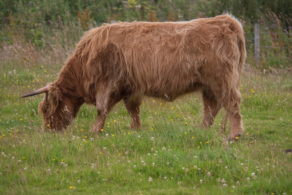 Highland-Rinder on the grass in the highlands