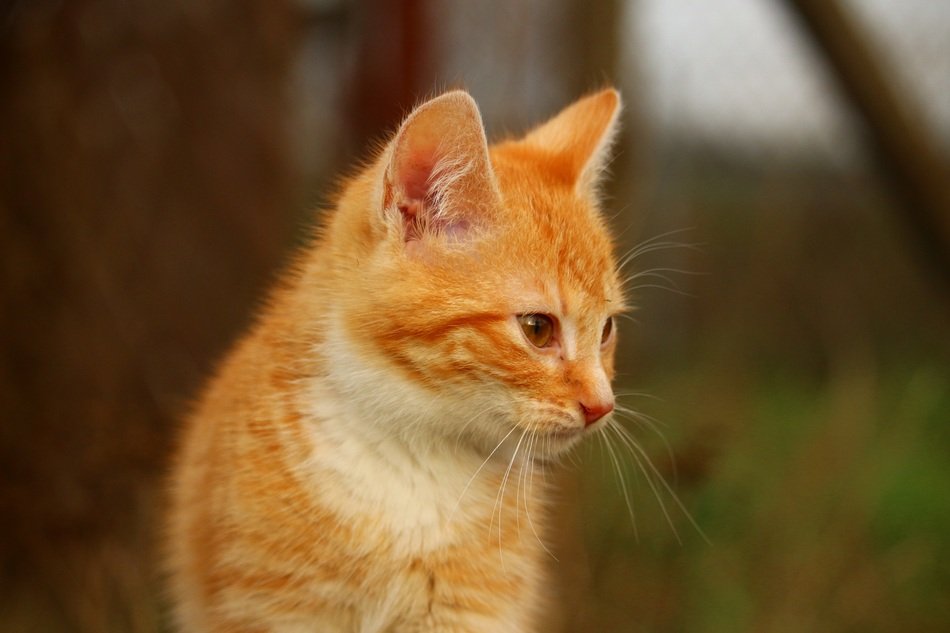 cuddly red kitten