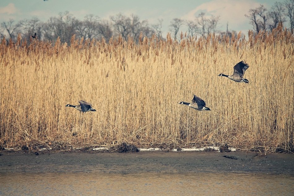 geese in flight over the river