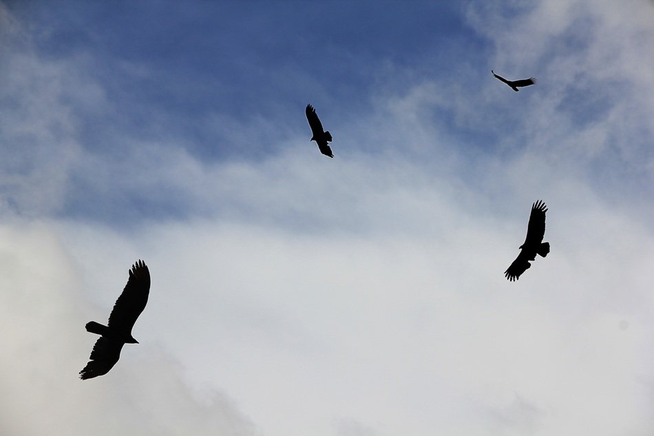 flying vultures in the sky over Cuba