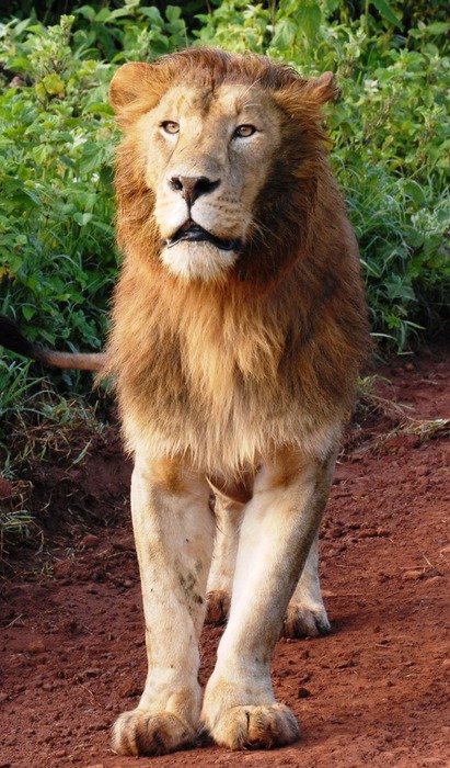 beautiful and amazing Lion Big Cat