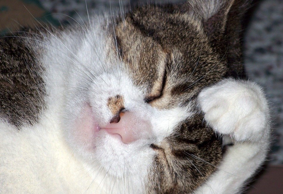Cat Washing Face with paw
