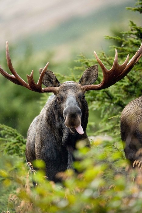 elk behind tree branches