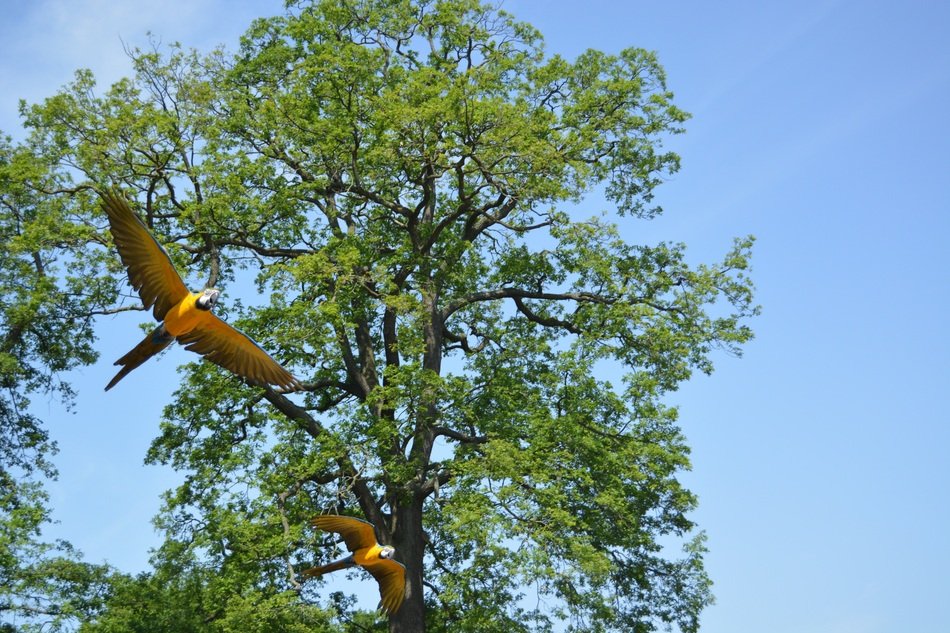 Aras Parrots on the tree