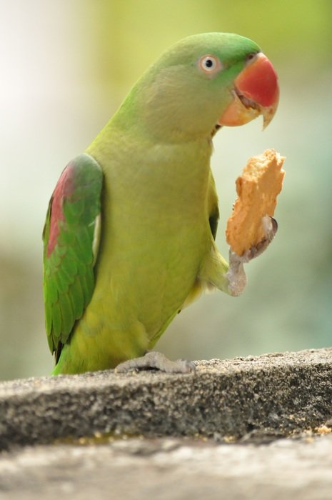 green Parrot holding bisquit with foot