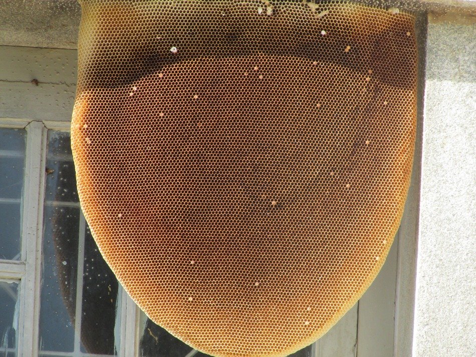 hive honeycomb in india