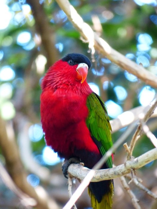 Beautiful colorful lory parrot on the tree