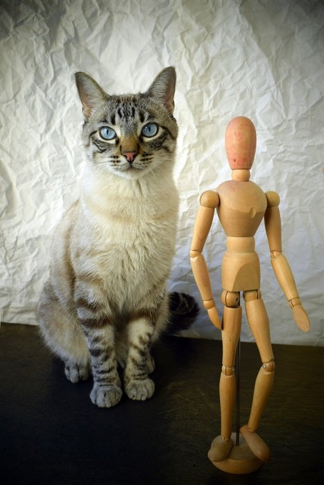 cat near the human figure
