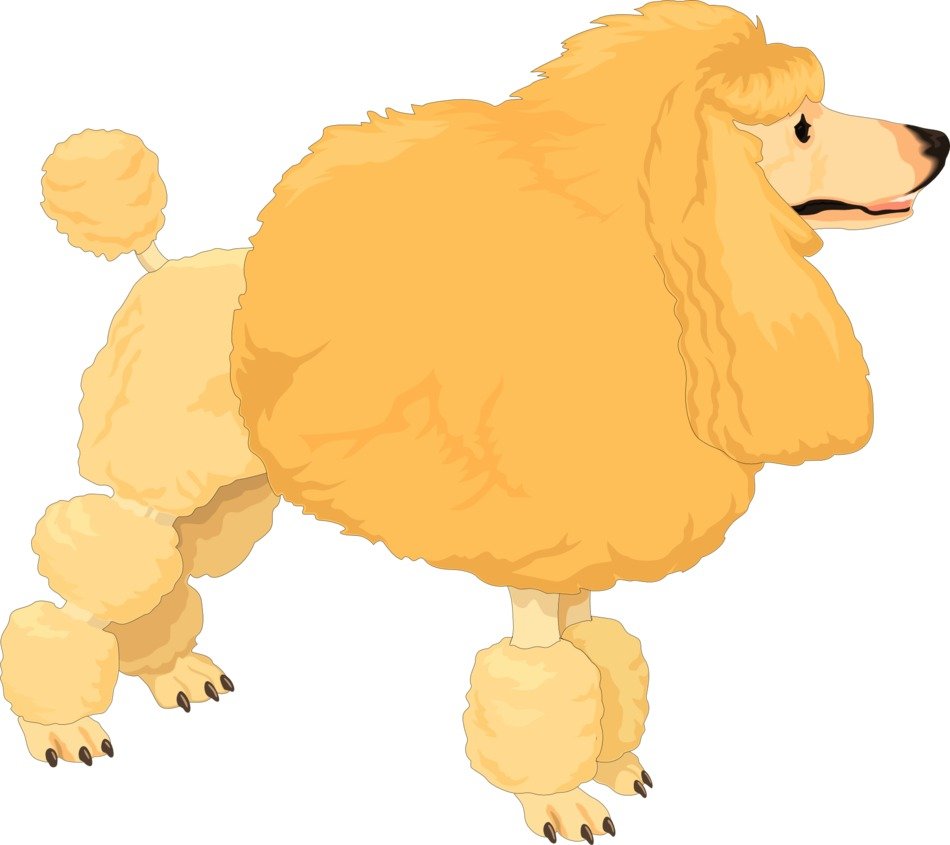 Ä°llustration of Yellow poodle dog