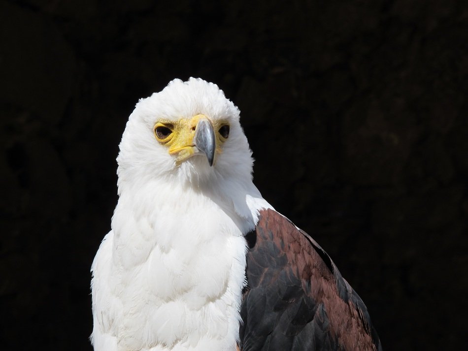 bald eagle on black background
