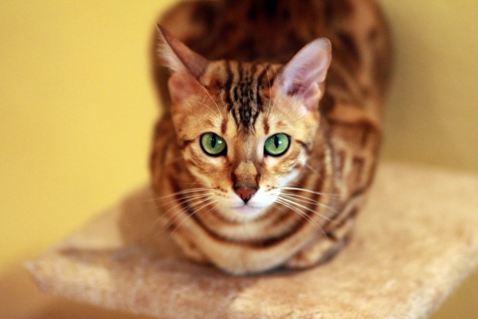bengal cat with green eyes close-up