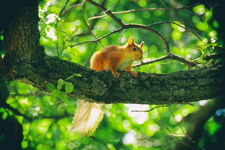 Squirrel on the branch on a blurred background
