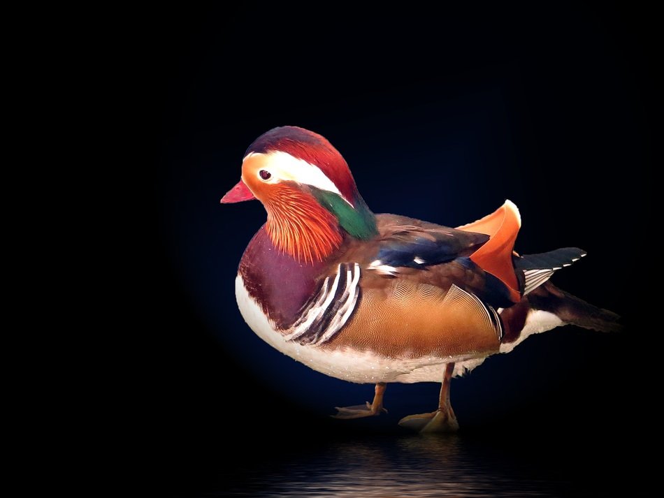 mandarin duck on the black background